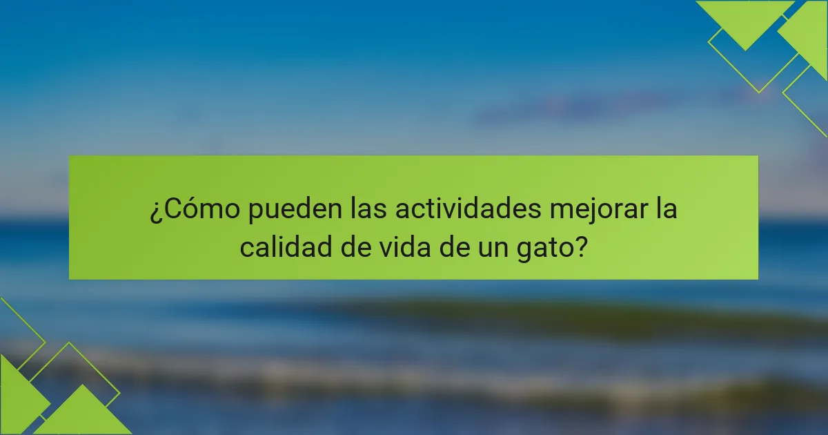 ¿Cómo pueden las actividades mejorar la calidad de vida de un gato?