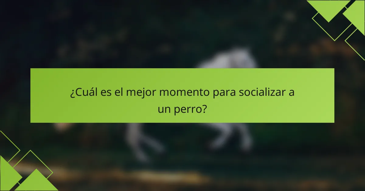 ¿Cuál es el mejor momento para socializar a un perro?