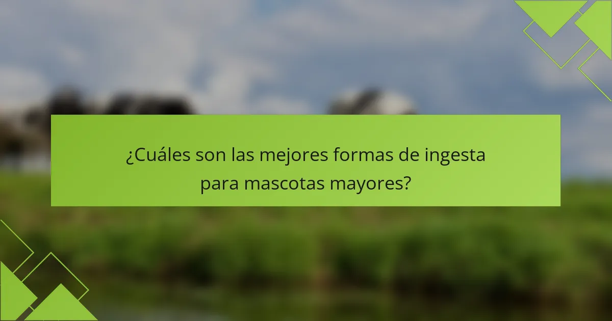 ¿Cuáles son las mejores formas de ingesta para mascotas mayores?