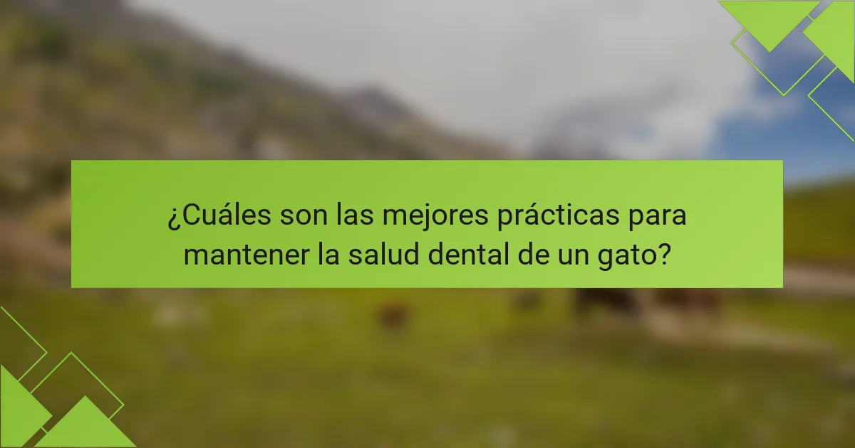 ¿Cuáles son las mejores prácticas para mantener la salud dental de un gato?