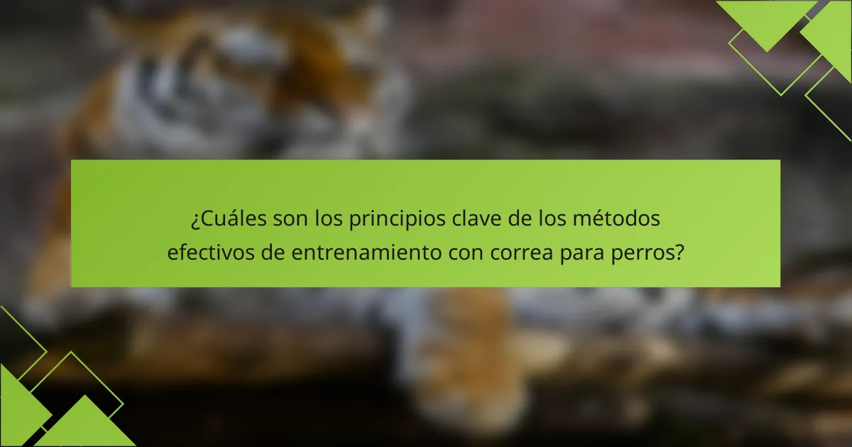¿Cuáles son los principios clave de los métodos efectivos de entrenamiento con correa para perros?