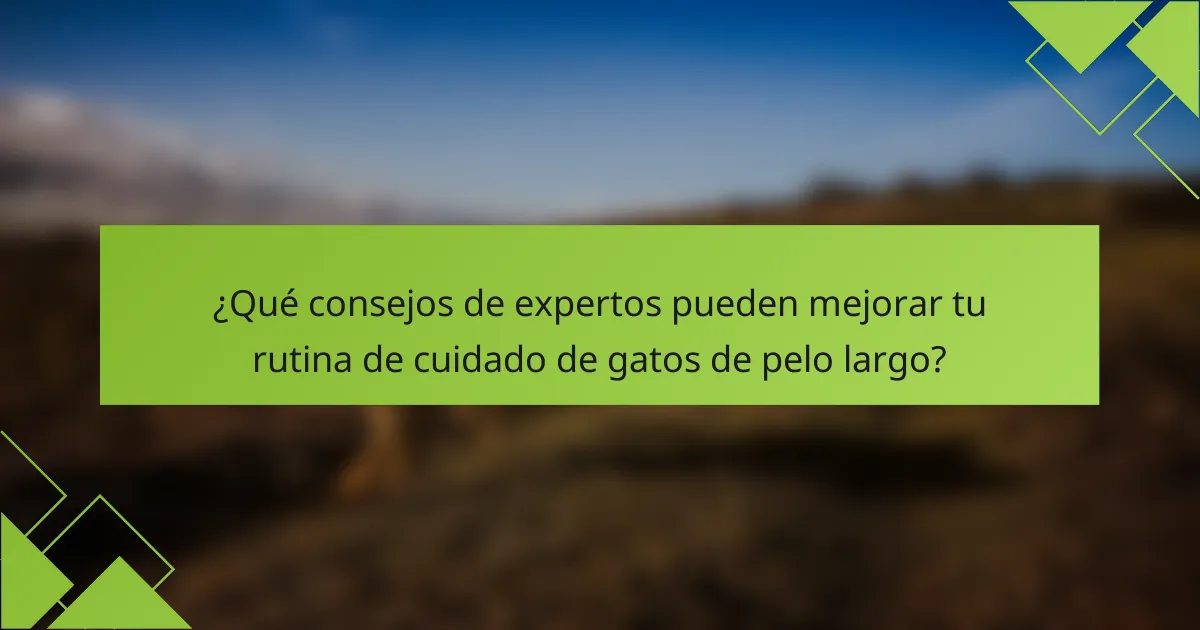 ¿Qué consejos de expertos pueden mejorar tu rutina de cuidado de gatos de pelo largo?