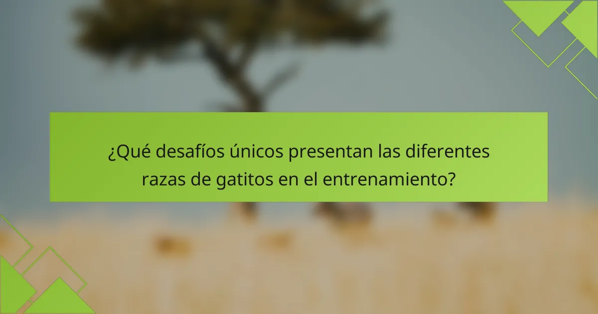 ¿Qué desafíos únicos presentan las diferentes razas de gatitos en el entrenamiento?
