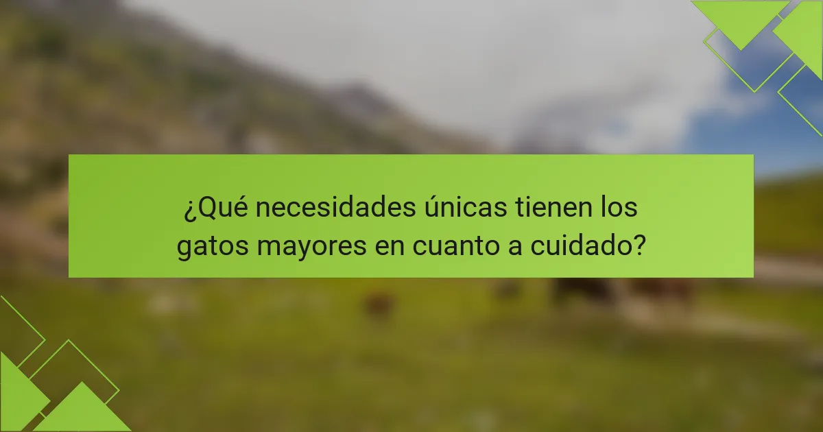 ¿Qué necesidades únicas tienen los gatos mayores en cuanto a cuidado?
